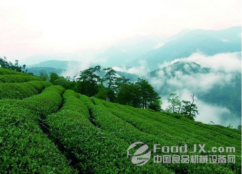 武夷山出台十三五茶产业规划