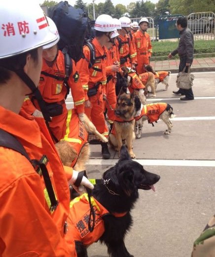 【地震快讯】湖北首个搜救犬大队十条犬将赴四川救灾